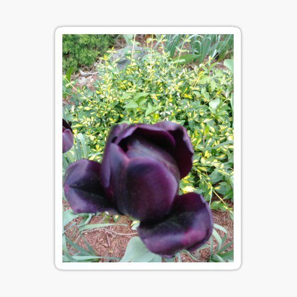 Dark flower, #Dark, #Flower, #DarkFlower  Sticker
