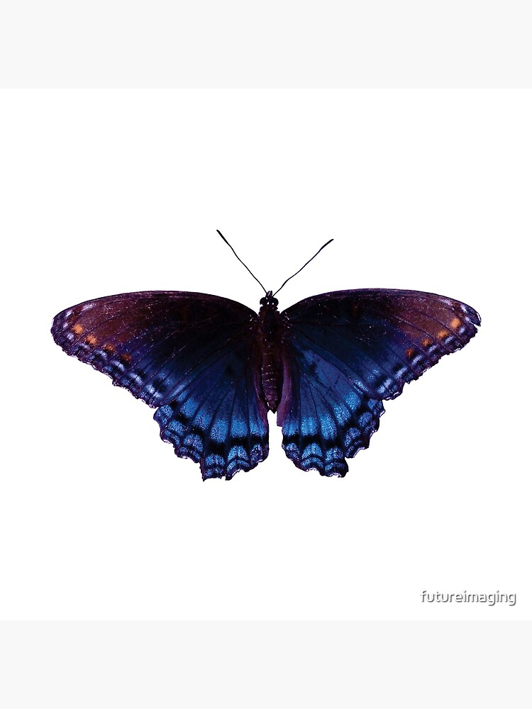 Blue Wing Butterfly Open Wings by futureimaging