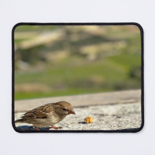 Item preview, Sparrow eating cake designed and sold by Graz-Photos.