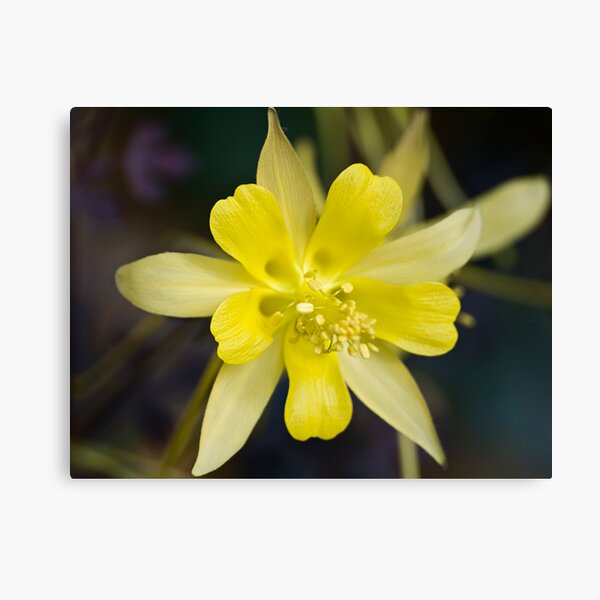 Canvas Print