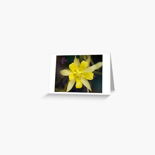 Untitled Greeting Card