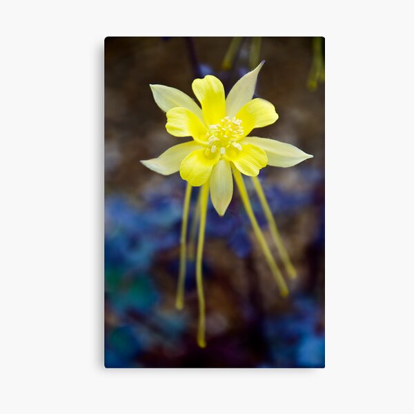 Untitled Canvas Print