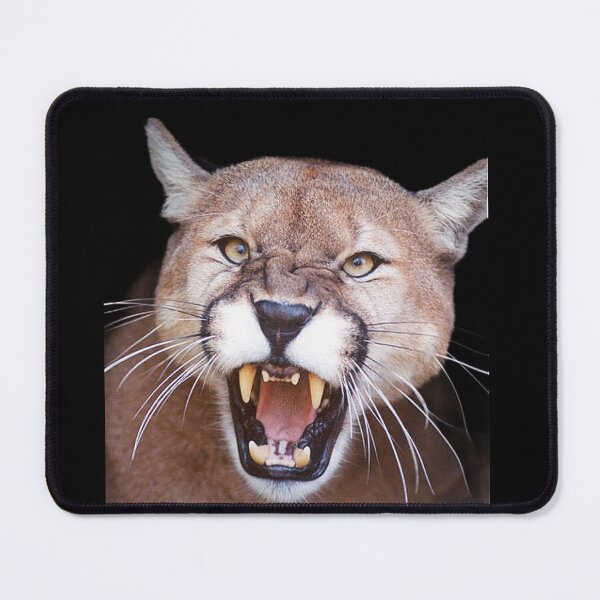 Item preview, BIG ANGRY CATS designed and sold by THE AMERICAN TEEVANGELIST.