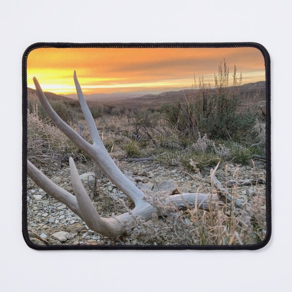 Item preview, Shed antler mule deer designed and sold by ShedHunters.