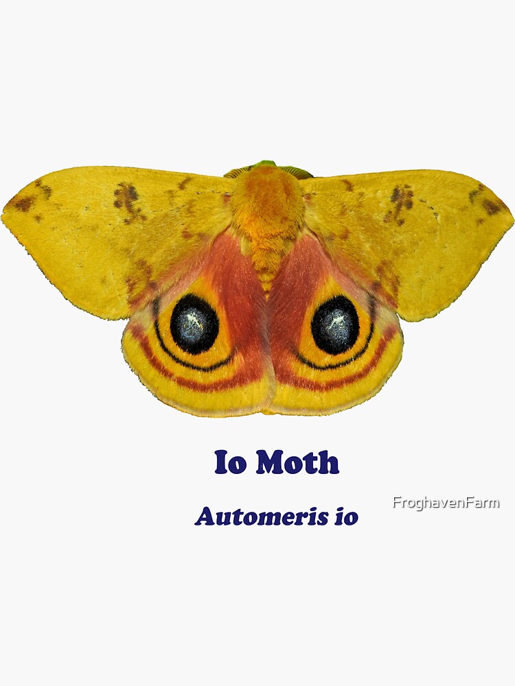 Io Moth Sticker