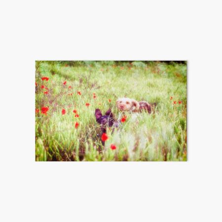 Poppy Adventure Spinone Art Board Print
