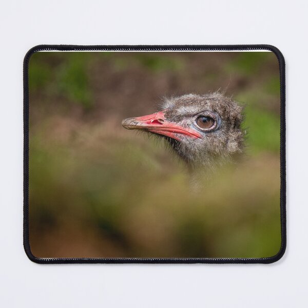 Item preview, Peek-a-Boo Ostrich designed and sold by Nigel R Bell Photography.
