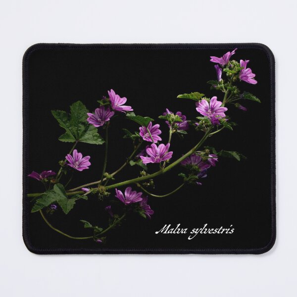 Item preview, Black Background Common Mallow designed and sold by CurioByNature.