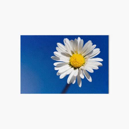 Daisy Blue Art Board Print