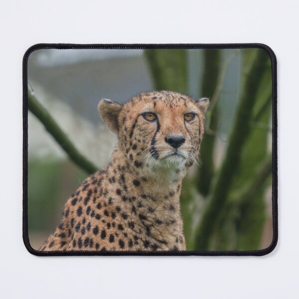 Item preview, Eyes of the Predator Cheetah in Focus designed and sold by rawshutterbug.