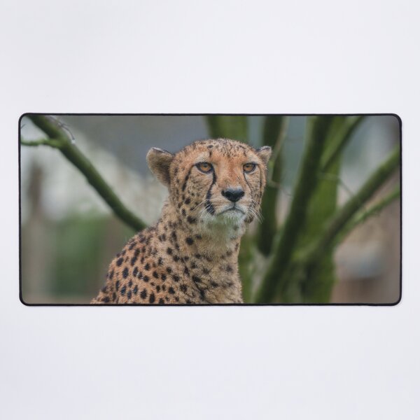 Item preview, Eyes of the Predator Cheetah in Focus designed and sold by rawshutterbug.