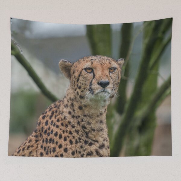 Item preview, Eyes of the Predator Cheetah in Focus designed and sold by rawshutterbug.