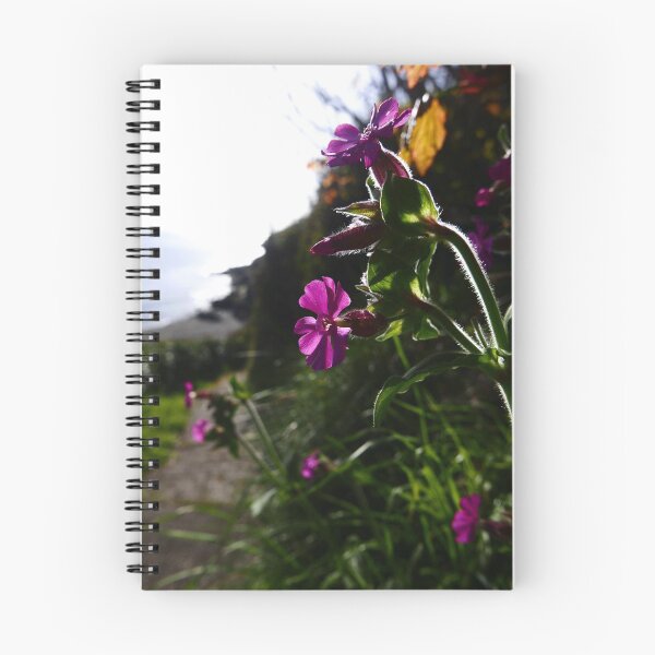 Item preview, Red Campion (Silene dioica) designed and sold by IOMWildFlowers.