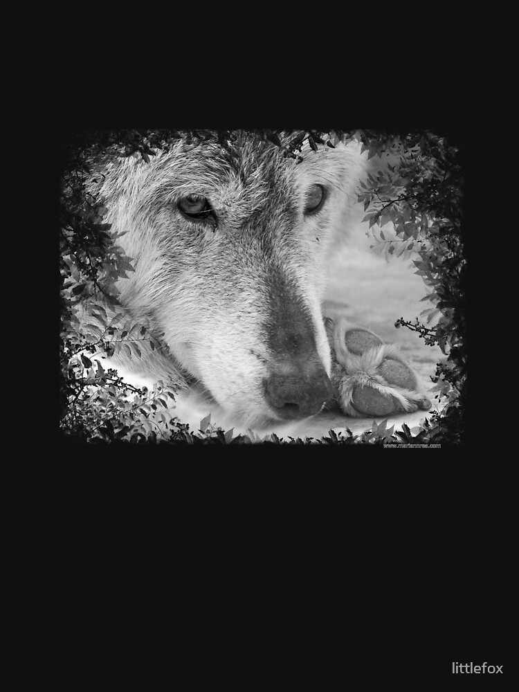 Wolf eyes by littlefox