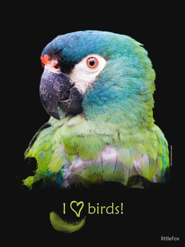 Parrot by littlefox
