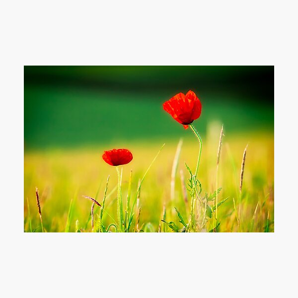 Two Poppies Photographic Print