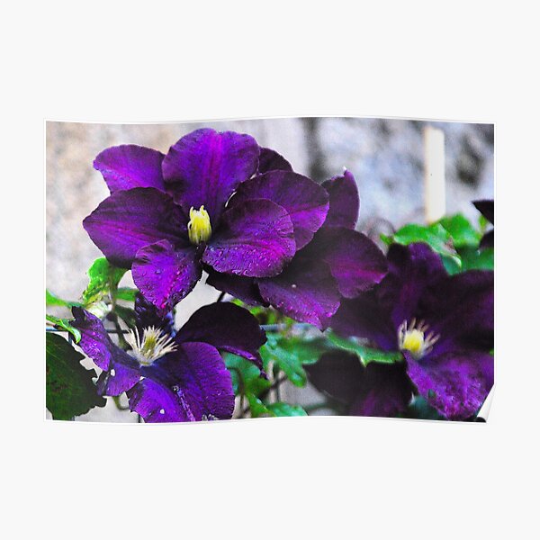 Purple clematis Poster