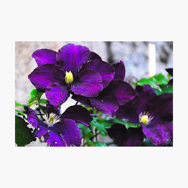 Purple clematis Photographic Print
