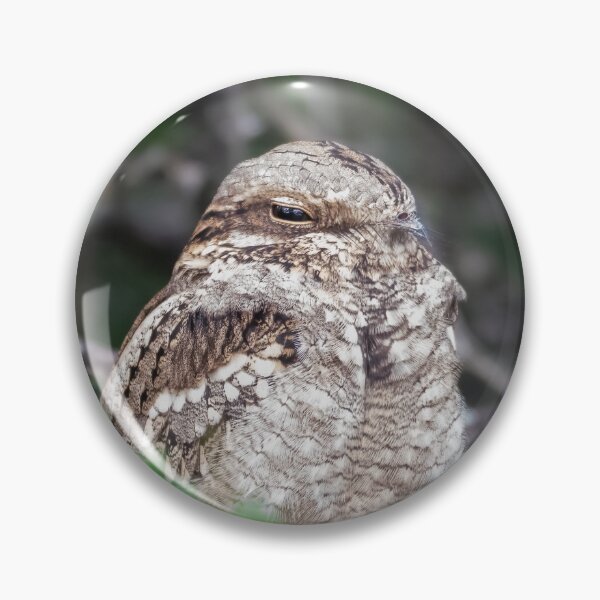 Item preview, Fiery-necked Nightjar designed and sold by MyAfricanSafari.