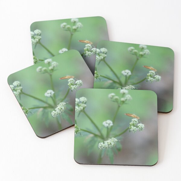 Item preview, Sanicle designed and sold by Calidris Fotografie Steffi & Ben Köppler.
