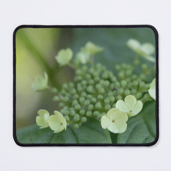 Item preview, Goelder rose designed and sold by Calidris Fotografie Steffi & Ben Köppler.