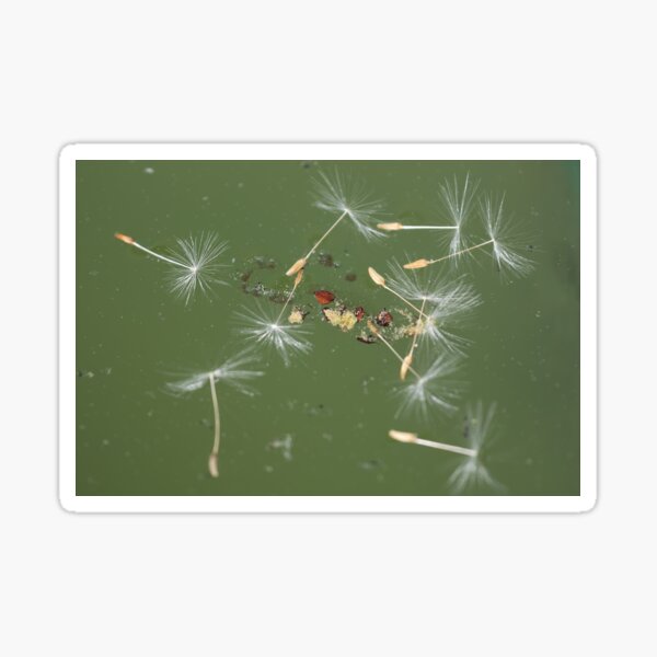 Item preview, Blowball designed and sold by Calidris Fotografie Steffi & Ben Köppler.
