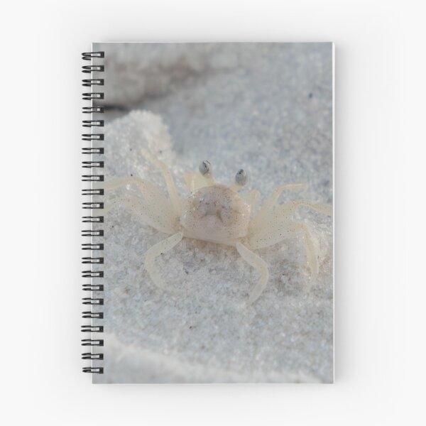 Item preview, Tiny Sand Crab designed and sold by TinyDinoDesigns.
