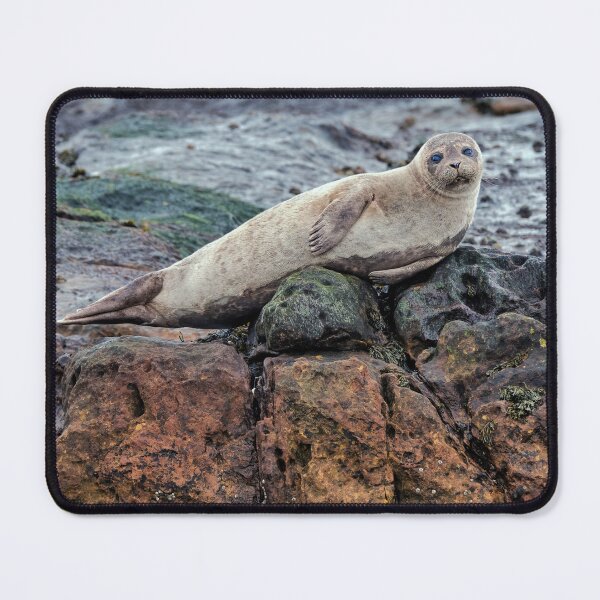 Item preview, Harbour Seal designed and sold by Tom McPherson Photography.
