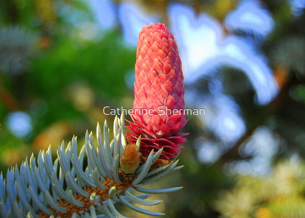 "Red Pine Cone on a Blue Spruce." by Catherine Sherman | Redbubble