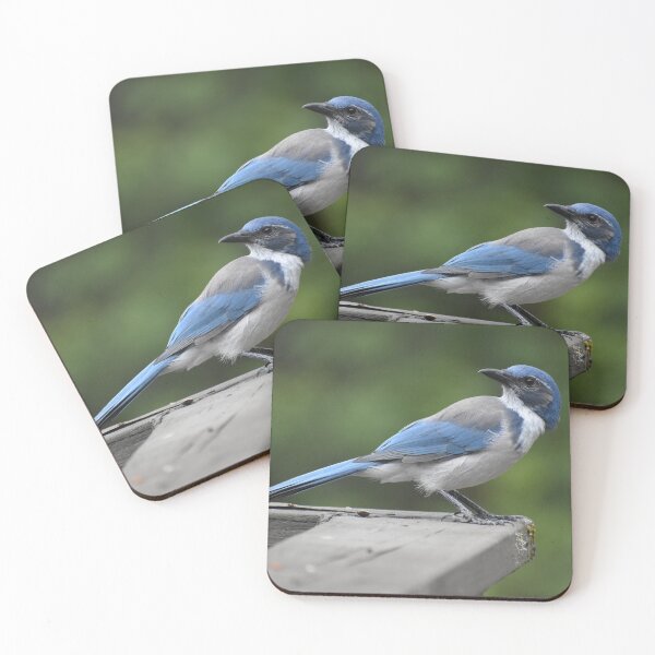 Item preview, Western Scrub Jay  designed and sold by AlijahsPhotos.