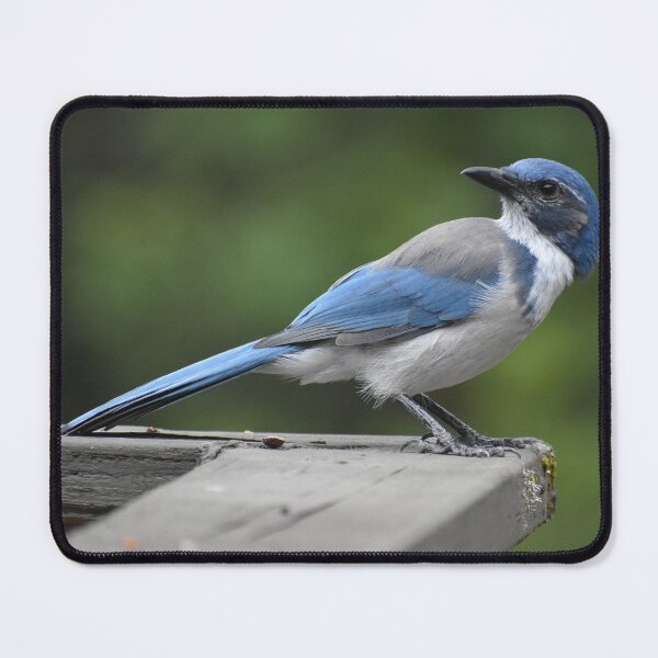 Item preview, Western Scrub Jay  designed and sold by AlijahsPhotos.