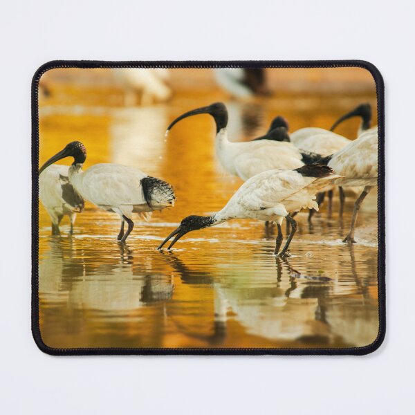Item preview, Australian White Ibis Flock drinking water designed and sold by robdanimalphotography.