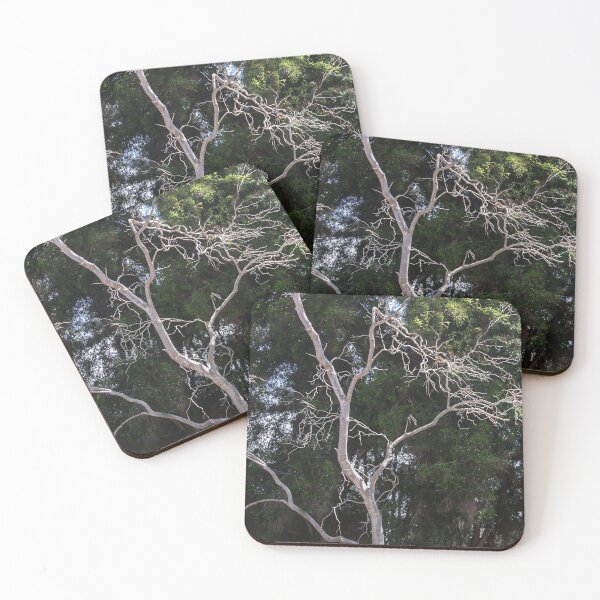 Item preview, Trees in Balboa Park, San Diego designed and sold by heatherfriedman.