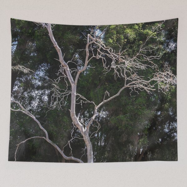 Item preview, Trees in Balboa Park, San Diego designed and sold by heatherfriedman.