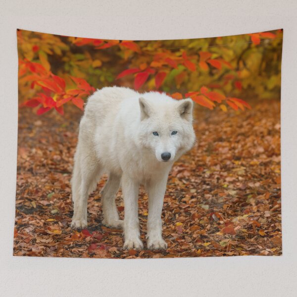 Artikelvorschau, Geisterwolf des Herbstes entworfen und verkauft von rawshutterbug.