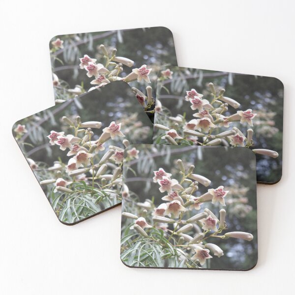 Item preview, Pandorea doratoxylon flowers designed and sold by greentiger1.