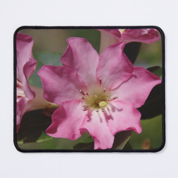 Item preview, Vireya Rhododendron - A Flower From New Zealand designed and sold by lezvee.