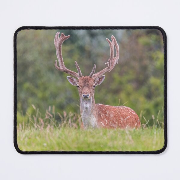 Item preview, Buck at Margam Park designed and sold by Jinxyboy1908.