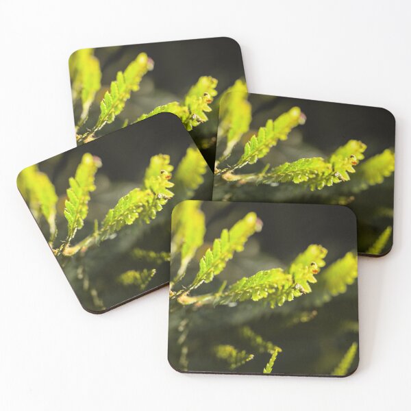 Item preview, Delicate green fern in dark forest designed and sold by colliophoto.