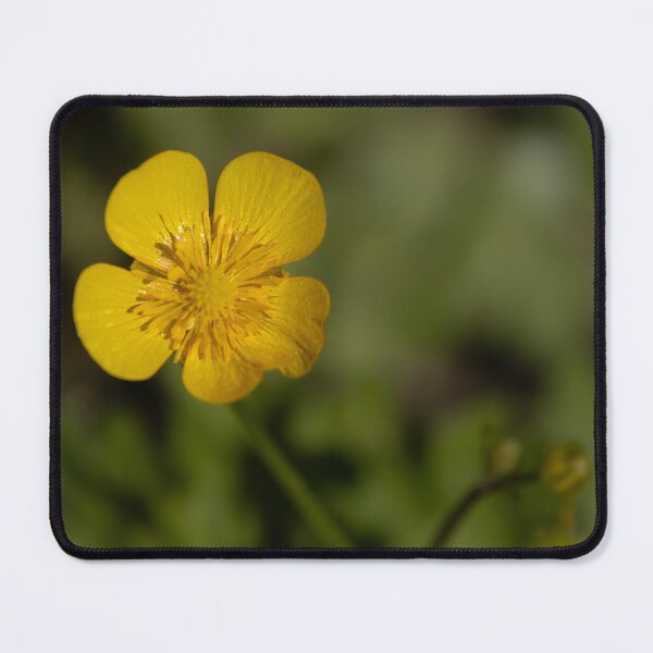 Item preview, Common Buttercup designed and sold by Calidris Fotografie Steffi & Ben Köppler.