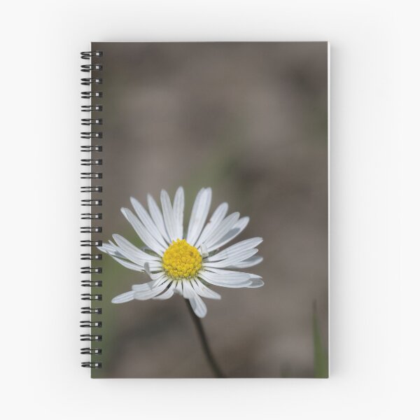 Item preview, Daisy designed and sold by Calidris Fotografie Steffi & Ben Köppler.
