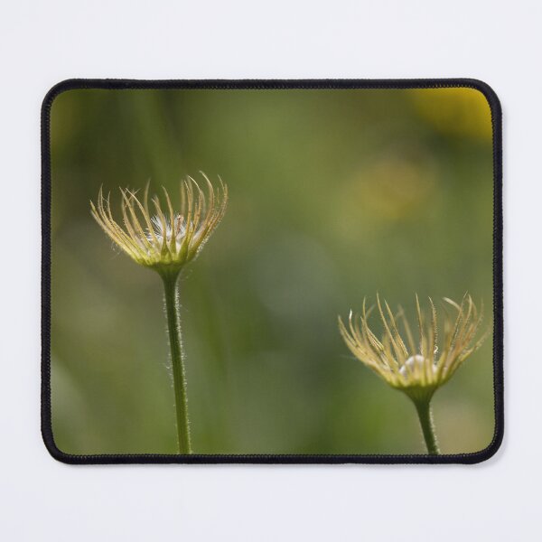 Item preview, Flowers designed and sold by Calidris Fotografie Steffi & Ben Köppler.