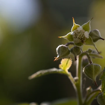 Artwork thumbnail, Red Raspberry by Calidris Fotografie Steffi & Ben Köppler