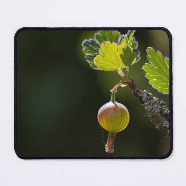 Item preview, Gooseberry designed and sold by Calidris Fotografie Steffi & Ben Köppler.