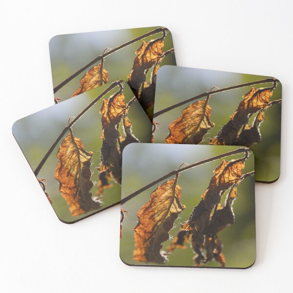 Item preview, Old apricot leaves designed and sold by Calidris Fotografie Steffi & Ben Köppler.