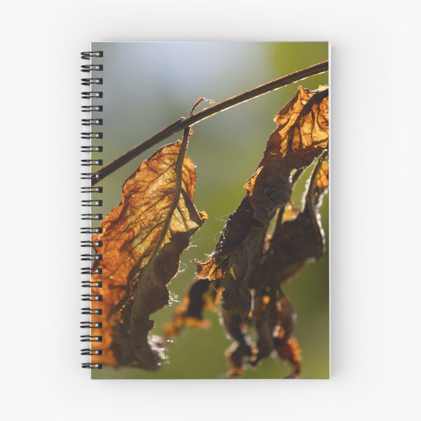 Item preview, Old apricot leaves designed and sold by Calidris Fotografie Steffi & Ben Köppler.