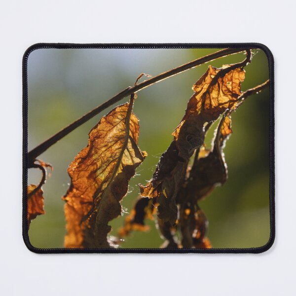 Item preview, Old apricot leaves designed and sold by Calidris Fotografie Steffi & Ben Köppler.