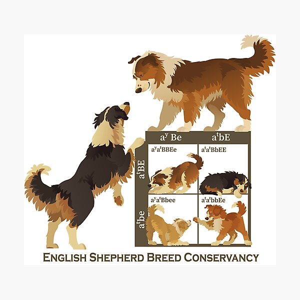 Item preview, English Shepherd- Punnett Square  designed and sold by EnglishShepherd.