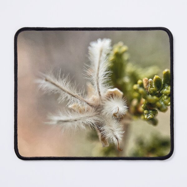 Item preview, Stansbury Cliffrose designed and sold by Jason Tompkins.