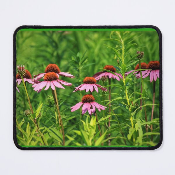 Item preview, Cornflowers in a row designed and sold by Chris Coates Photography.com.